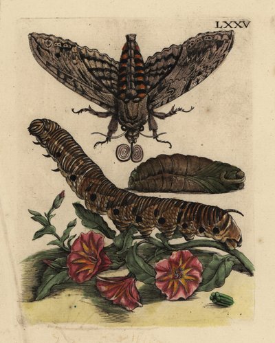 Convolvulus hökfjäril, Agrius convolvuli, larv och puppa med åkerbinda, Convolvulus arvensis LXXV av Unbekannt