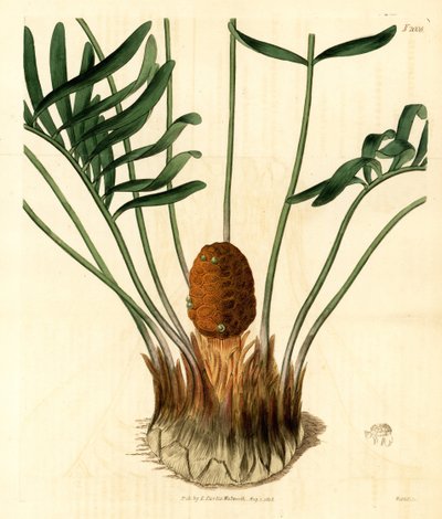 Coontie, Zamia pumila var. male. Handkolorerat kopparstick av Weddell från Samuel Curtis
