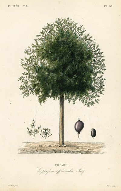 Copaiba-träd, Copaifera officinalis, Copahu av Unbekannt