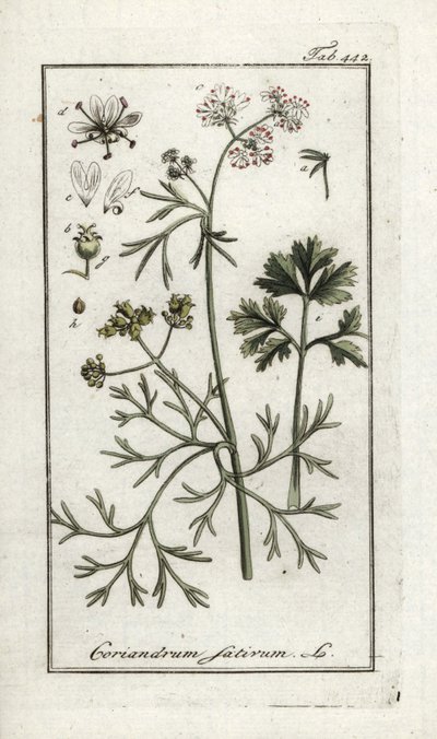 Koriander (Coriandrum sativum). Litografi från "Afbeelding der Artseny-Gewassen" av Johannes Zorn (1739-1799), Nederländerna av Unbekannter Künstler