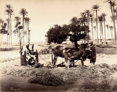 Skörd av majs i Egypten. av Unbekannter Künstler