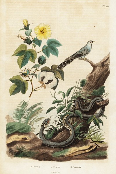 Bomull, gök och gräsorm., 1834-1839 (gravyr) av Unbekannter Künstler