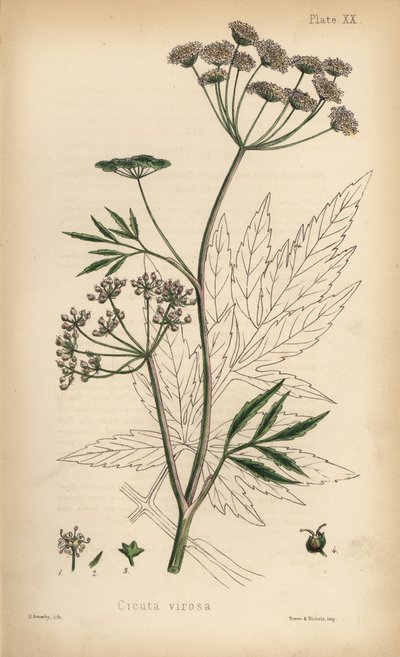 Kambräken eller vattenklöver, Cicuta virosa. Handkolorerad litografi av Henry Sowerby från Edward Hamiltons Flora Homeopathica, Bailliere, London av Unbekannter Künstler