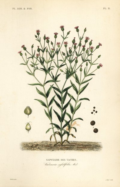 Koört, Vaccaria hispanica, Vaccaria sessilifolia, Saponaire des Vaches av Unbekannt