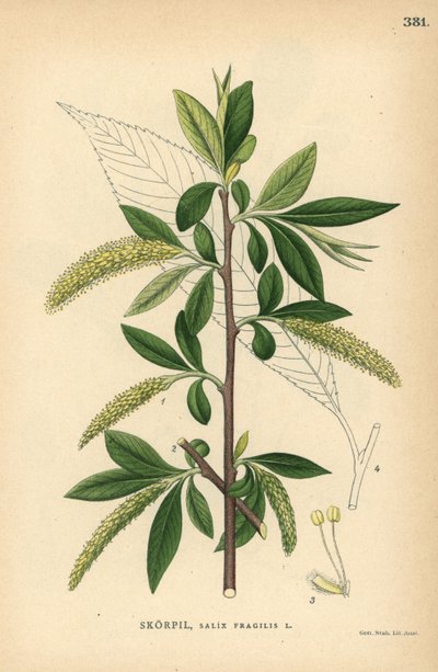 Sprickpil, Salix fragilis av Unbekannter Künstler