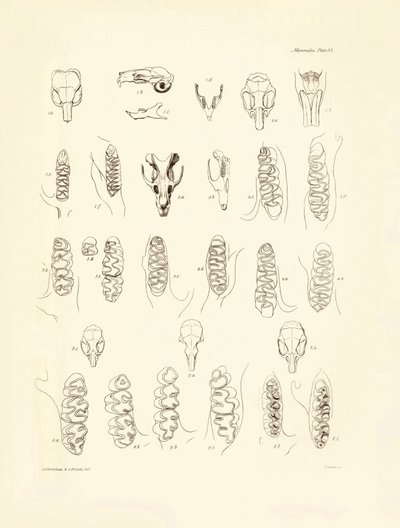 Tranor och tänder av olika gnagare som beskrevs av Charles Darwin under hans upptäcktsresa ombord på Beagle. Plansch från "The Zoology of the voyage of H.M.S. Beagle under the command of Captain Fitzroy during the years 1832 to 1836 edited and sup av Unbekannter Künstler