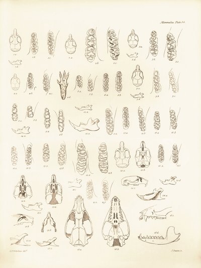 Tranor och tänder av olika gnagare som beskrevs av Charles Darwin under hans upptäcktsresa ombord på Beagle. Plansch från "The Zoology of the voyage of H.M.S. Beagle under the command of Captain Fitzroy during the years 1832 to 1836 edited and sup av Unbekannter Künstler