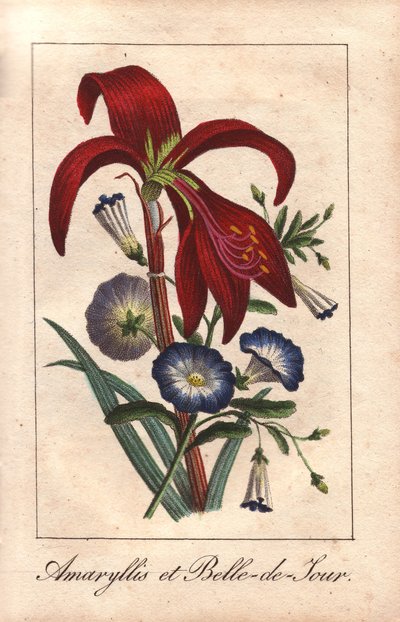 Blodröd amaryllis och dvärgmorgonört, Hippeastrum och Convolvulus tricolor av Unbekannter Künstler