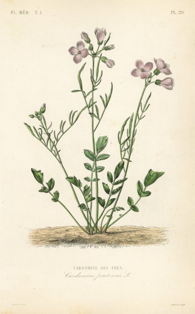 Gök, Cardamine pratensis, Cardamine des pres av Unbekannt