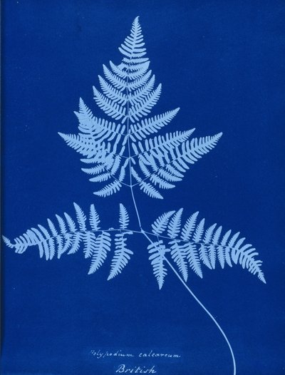 Cyanotyp av Polypodium calcareum av Unbekannt