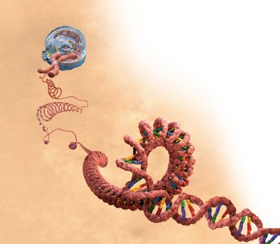 DNA inklusive dubbelhelix, kromosom, cell av Unbekannter Künstler