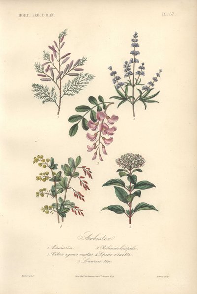 Dekorativt botaniskt tryck med tamarind, johannesbröd, kyskhetsträd, berberis och viburnum av Unbekannter Künstler