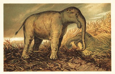 Deinotherium giganteum, stor förhistorisk släkting till dagens 1908 (litografi) av Unbekannter Künstler