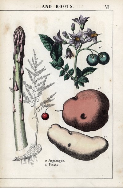 Beskrivande tavla: grön sparris och potatis. Kromolitografi i "Recueil d