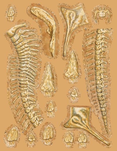 Dinosaurieben på färgad bakgrund, närbild av Unbekannt