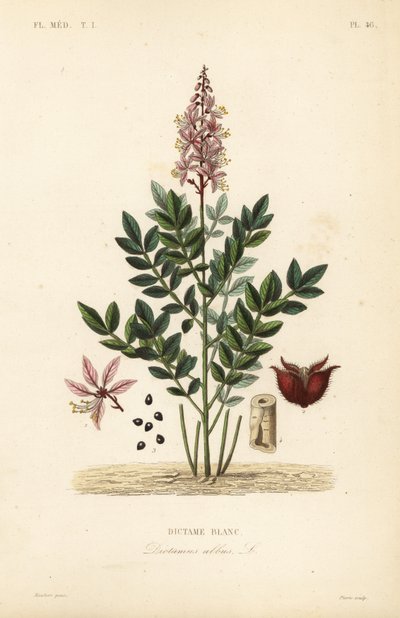Dittany, Dictamnus vit, Dictame av Unbekannt