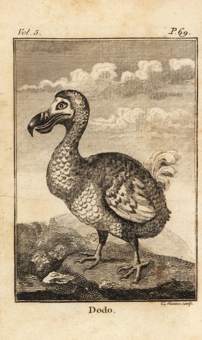 Dodo, Raphus cucullatus, utdöd fågel av Unbekannt