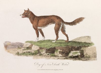 "Hund från New South Wales" av Unbekannter Künstler
