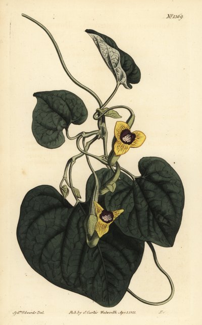 Dunbladig födelseört, Aristolochia tomentosa av Unbekannt