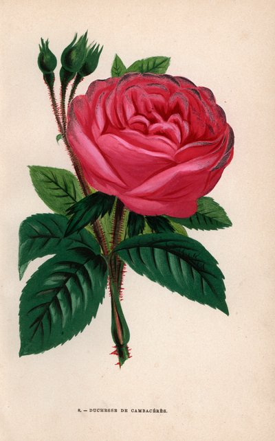 Duchesse de Cambaceres-ros, hybridsort som odlades av Monsieur Fontaine från Chatillon 1854. Kromolitografi ritad och litograferad efter naturen av F. Grobon från Hippolyte Jamain och Eugene Forney