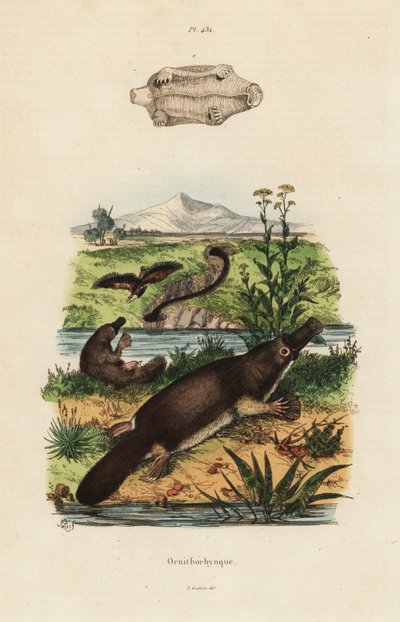 Anknäbb, Ornithorhynchus anatinus av Unbekannt