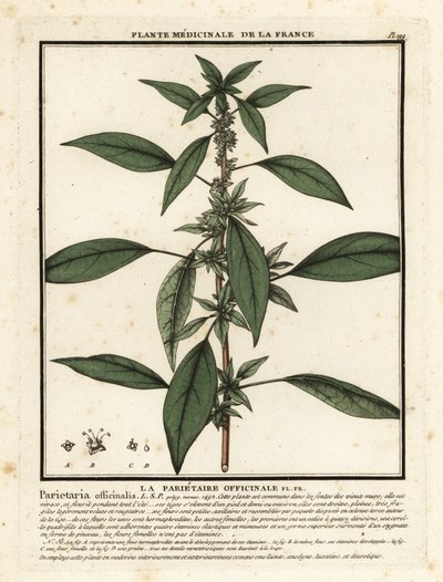 Östra pellitory-of-the-wall, Parietaria officinalis. av Unbekannter Künstler