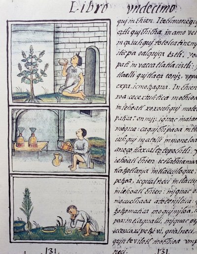 Ätliga växter, sida från bok XI av den florentinska kodeksen, tvåspråkig version på spanska och Nahuatl, Allmän historia om det nya Spaniens saker, av den spanska missionären Fray Bernardino de Sahagun (1499-1590). Aztekisk civilisation av William M. Timlin