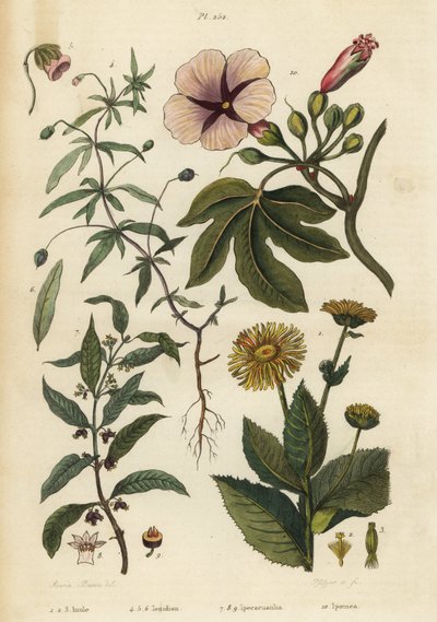 Elecampane, Inula helenium 1-3, grön viol, Hybanthus arter Ionidium polygalifolium 4-6, ipecacuanha, Carapichea ipecacuanha 7-9, och morning glory, Ipomoea insignis 10 av Unbekannt