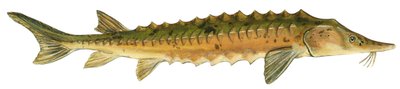 Sjöstör - Sjöstör (Acipenser fulvescens) av Unbekannter Künstler