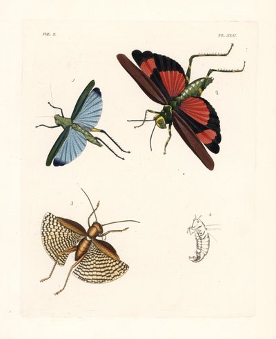 Eupropacris coeruleus gräshoppa 1, Chromacris miles 2, och Gryllacris tessellata 3. Handkolorerad litografi från John O. Westwoods nya utgåva av Dru Drury