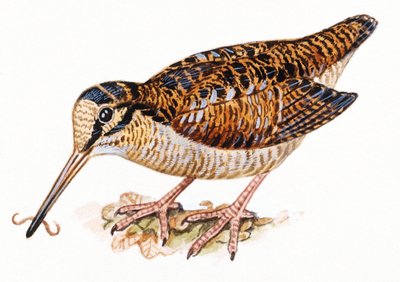 Eurasian Woodcock, Scopolax rusticola av Unbekannt