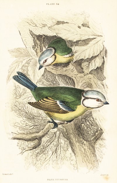 Blåmes, Cyanistes caeruleus.1889 (gravyr) av Unbekannter Künstler