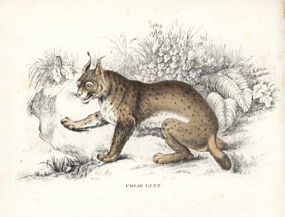 Eurasiskt lodjur, Lynx lynx (Felis lynx). Handkolorerad litografi från Georg Friedrich Treitschkes naturhistoriska galleri, Naturhistorischer Bildersaal des Thierreiches, Liepzig-1842. av Unbekannter Künstler