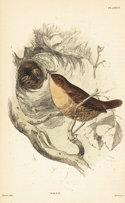 Gärdsmyg, Troglodytes troglodytes.1889 (gravyr) av Unbekannter Künstler