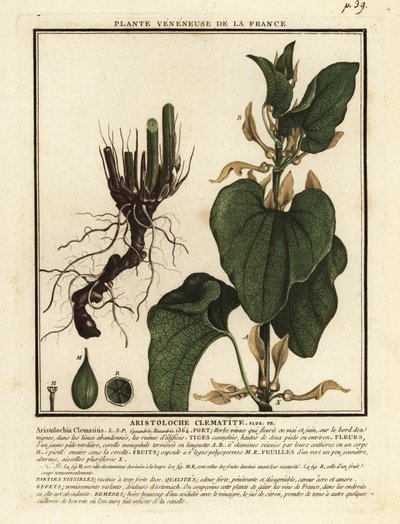 Europeisk födelseört, Aristolochia clematitis. av Unbekannter Künstler