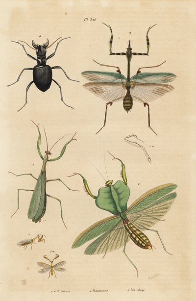 Europeisk mantis, Religious mantis 1, leaf mantis, Choeradodis rhomboidea 2, tigerbagge, Manticora latipennis 3, mantidfly, Mantispa styriaca av Unbekannt