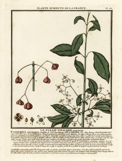 Europeisk spindel, Euonymus europaeus. av Unbekannter Künstler