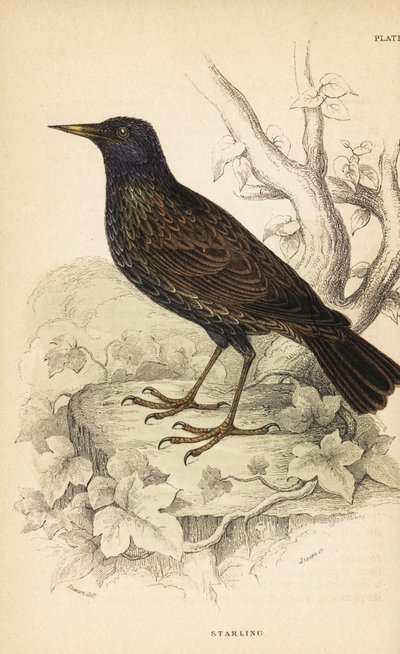 Europeisk stare, Sturnus vulgaris.1889 (gravyr) av Unbekannter Künstler