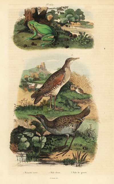 Europeisk lövgroda, Hyla arborea, vattenräls, Rallus aquaticus och majskrake eller landräcke, Crex crex av Unbekannt