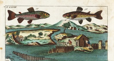 Europeisk öring - Fisketeknik med konstgjorda forsar för att fånga fisk - Havsöring, Salmo trutta trutta 98, röding, Salvelinus alpinus alpinus 99, och fiskemetoder med konstgjorda forsar i en flod för att fånga lax i grillar och nät. Handkolorerad kopparp av Unbekannter Künstler