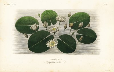 Europeisk vit näckros, Nymphaea alba, Nymphea blanc av Unbekannt