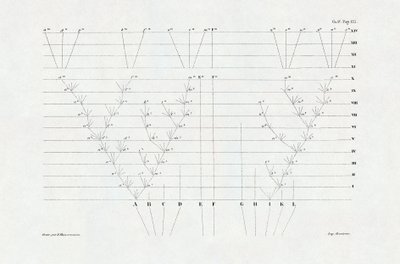 Evolutionism: schema för evolution härlett från "Arternas ursprung genom naturligt urval eller kampen för existens i naturen" av Charles Darwin (1809-1882) av Unbekannter Künstler