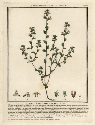 Ögontröst, Euphrasia rostkoviana. av Unbekannter Künstler