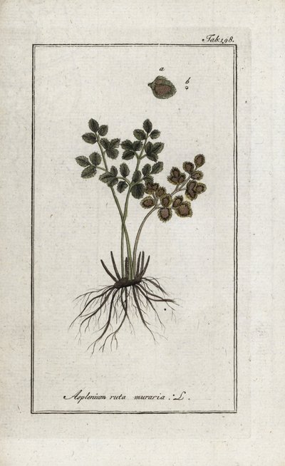 Murarnas ormbunke eller murarnas asplenia (Asplenium ruta muraria). Litografi från "Afbeelding der Artseny-Gewassen" av Johannes Zorn (1739-1799), Nederländerna av Unbekannter Künstler