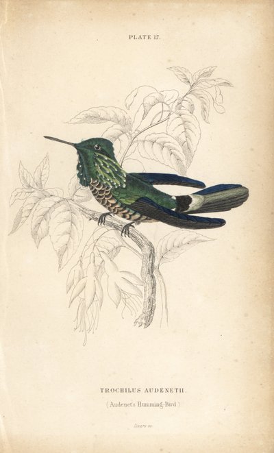 Festlig kokett, Lophornis chalybeus (Audenets kolibri, Trochilus audenetii). Handkolorerad stålgravyr av William Lizars från Sir William Jardine