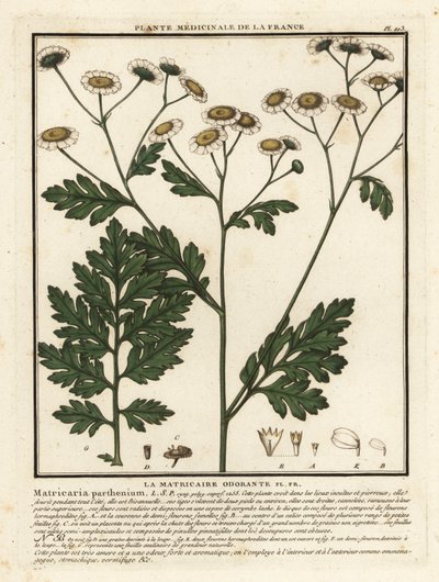 Feverfew, Tanacetum parthenium. av Unbekannter Künstler