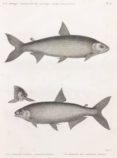 Fisk: Le Characin av Unbekannt