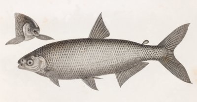 Fisk: Le Characin av Unbekannt