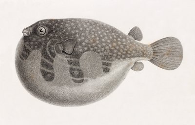 Fisk: Tetrodon, närbild av Unbekannt