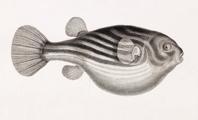 Fisk: Tetrodon, närbild av Unbekannt